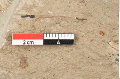 Foto (Detailansicht) von Tilia cordata Miller (NHMW-GEO-2024-0188-15020)